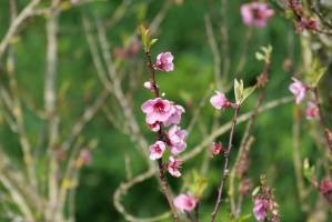 Bourgeons en fleurs : Arbre en fleurs