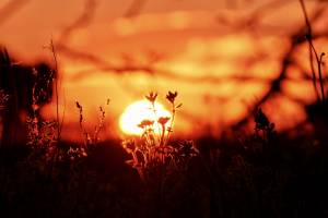 Coucher de soleil : Coucher de soleil, herbes sauvages