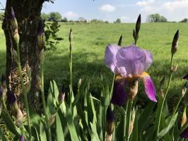 Mes beaux Iris : Iris, Campagne, fleur