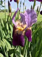 Mes beaux Iris : Iris, fleur