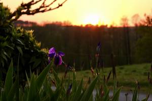 Coucher de soleil : Coucher de soleil, Iris