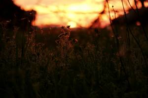 Coucher de soleil : Coucher de soleil, Campagne