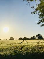 La Campagne du Boupère : Campagne, avoine, coucher de soleil