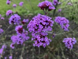 Verveine de Buenos Aires : Fleurs mauves, Verveine de Buenos Aires