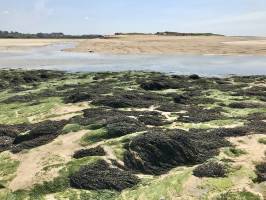 La Baie du Kernic : Baie du Kernic, Porsguen, sable, Rochers, algues, goëmon