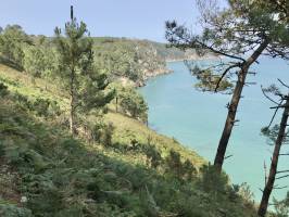 Crozon : Crozon, mer, pins, falaises