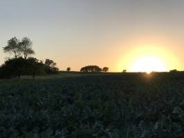 Plouzévédé : Coucher de soleil, Campagne, Brocolis