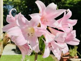 Amaryllis rose pâle : Amaryllis