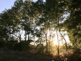 Coucher de soleil : Coucher de soleil, arbres, talus