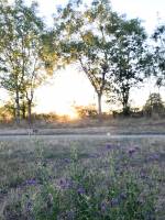 Coucher de soleil : Coucher de soleil, fleurs violettes