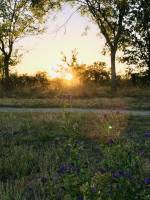 Coucher de soleil : Coucher de soleil, fleurs violettes