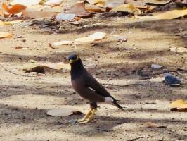 Le Martin : Martin, oiseau, la Réunion