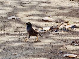 Le Martin : Martin, oiseau, la Réunion