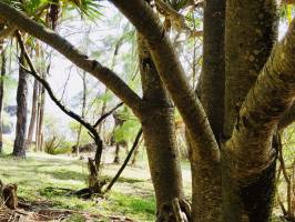 Le Vacoa : Vacoa, Arbre à Pinpin, la Réunion