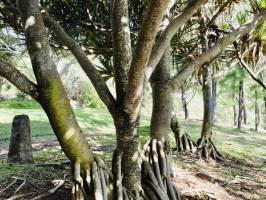 Le Vacoa : Vacoa, Arbre à Pinpin, la Réunion