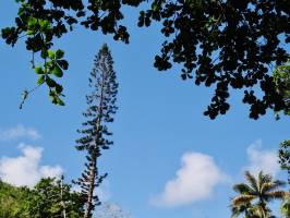 Grand Arbre : La Réunion, arbre