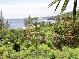 Grande Anse : La Réunion, Grande Anse