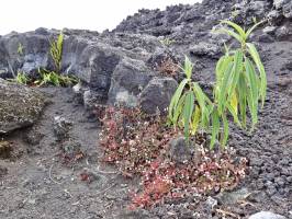 Roches volcaniques : Roches volcaniques, plantes sauvages