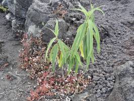 Plantes Sauvages : Plantes sauvages, roches volcaniques