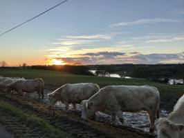 Coucher de soleil : Retenue de Rochereau, Coucher de soleil, Charolaise