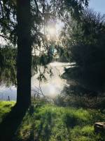 Lac de Finfarine : Lac de Finfarine, Cèdre