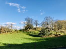 Le Bocage vendéen : Bocage vendéen, arbre, champ