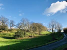 Le Bocage vendéen : Bocage vendéen, arbre, champ