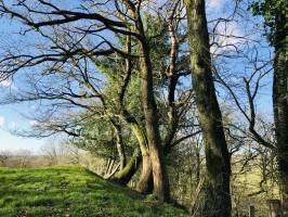 Le Bocage vendéen : Bocage vendéen, arbre, champ