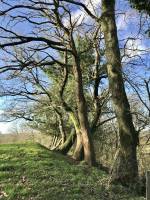 Le Bocage vendéen : Bocage vendéen, arbre, champ