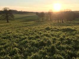 Coucher de soleil : Coucher de soleil, campagne, champ, arbres