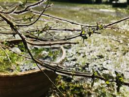 Plante givrée ?? : Plante givrée, glace