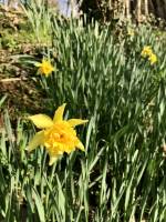 Jonquilles : Jonquilles jaunes