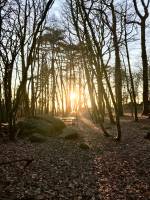 Le Bois de la Folie : Bois de la Folie, Pouzauges, Arbres, Coucher de soleil