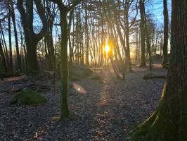 Le Bois de la Folie : Bois de la Folie, Pouzauges, Arbres, Coucher de soleil