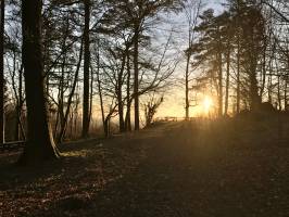 Le Bois de la Folie : Bois de la Folie, Pouzauges, Arbres, Coucher de soleil