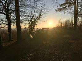 Le Bois de la Folie : Bois de la Folie, Pouzauges, Arbres, Coucher de soleil