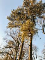 Le Bois de la Folie : Bois de la Folie, Pouzauges, Pin