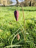 Fritillaires “Damier” : Fritillaire, fleur sauvage, prairie, campagne