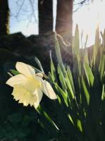 Narcisse Blanc : Jonquille blanche, narcisse, fleur