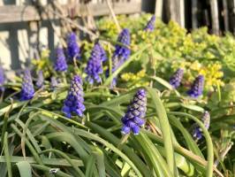 Muscaris : Muscaris bleus, fleurs à bulbes