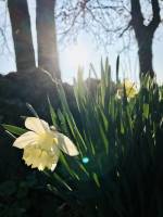 Narcisse Blanc : Narcisse, fleur, tronc d’arbre