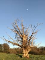 Vieux Chêne : Vieux Chêne, arbre, prairie