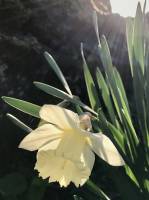 Narcisse Blanc : Jonquille Blanche, Narcisse, fleur