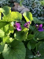 Violettes : Violettes, fleurs