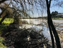 Le Lac de l’espérance : Le Lac de l’espérance, Pouzauges, Saule pleureur