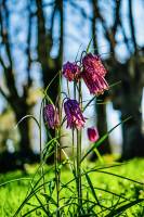 Fritillaires « Damier » : Fritillaires, campagne, Têtards, prairie