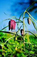 Fritillaires «Damier» : Fritillaires Damier, fleurs sauvages, prairie, herbes