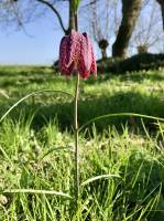 Fritillaires « Damier » : Fritillaires « Damier », Têtard, fleur sauvage, campagne vendéenne, prairie