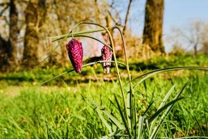 Fritillaires «Damier» : Fritillaires Damier, fleurs sauvages, prairie, herbes