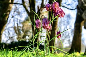 Fritillaires « Damier » : fritillaires, fleurs sauvages, campagne